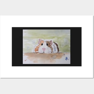 Ginger, white and black Guinea pig Posters and Art